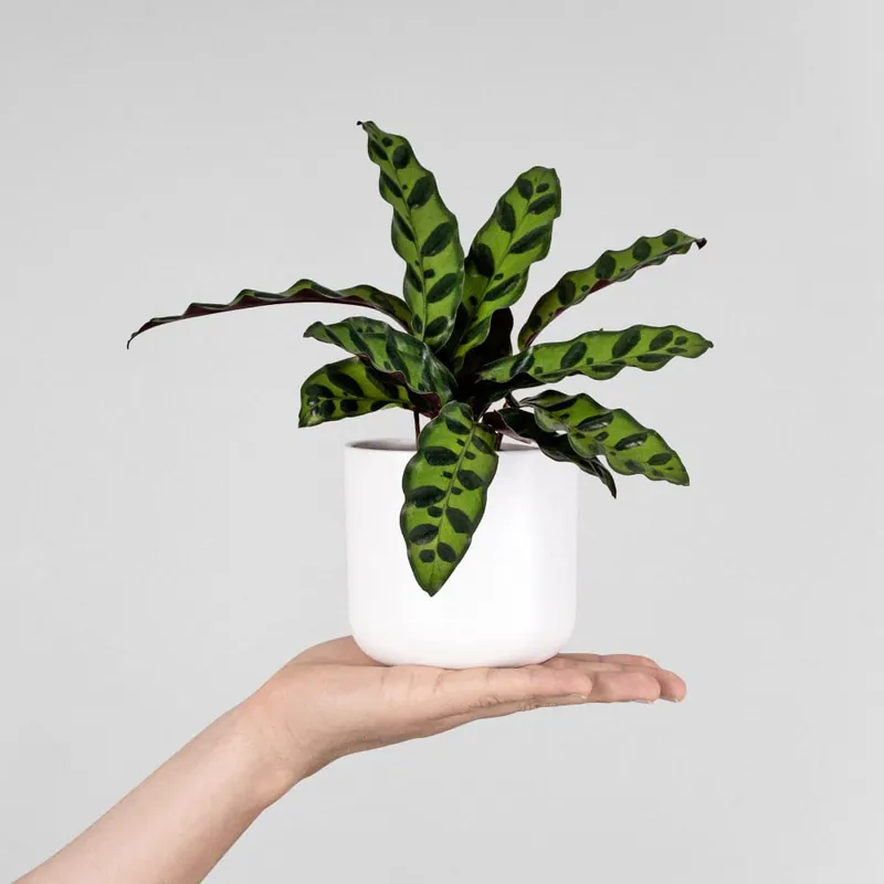 Calathea lancifolia Mini Mejor Precio