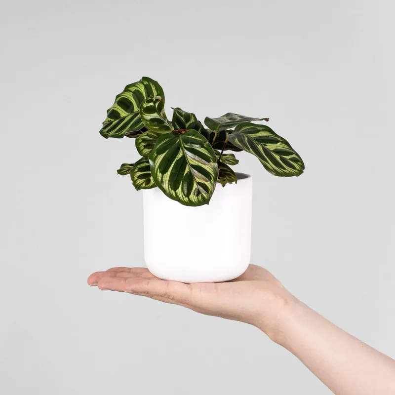 Calathea makoyana Mini Exclusivo