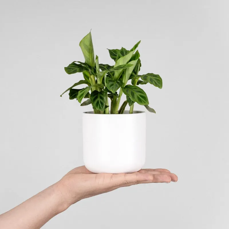 Máxima Calidad Calathea zebrina Mini