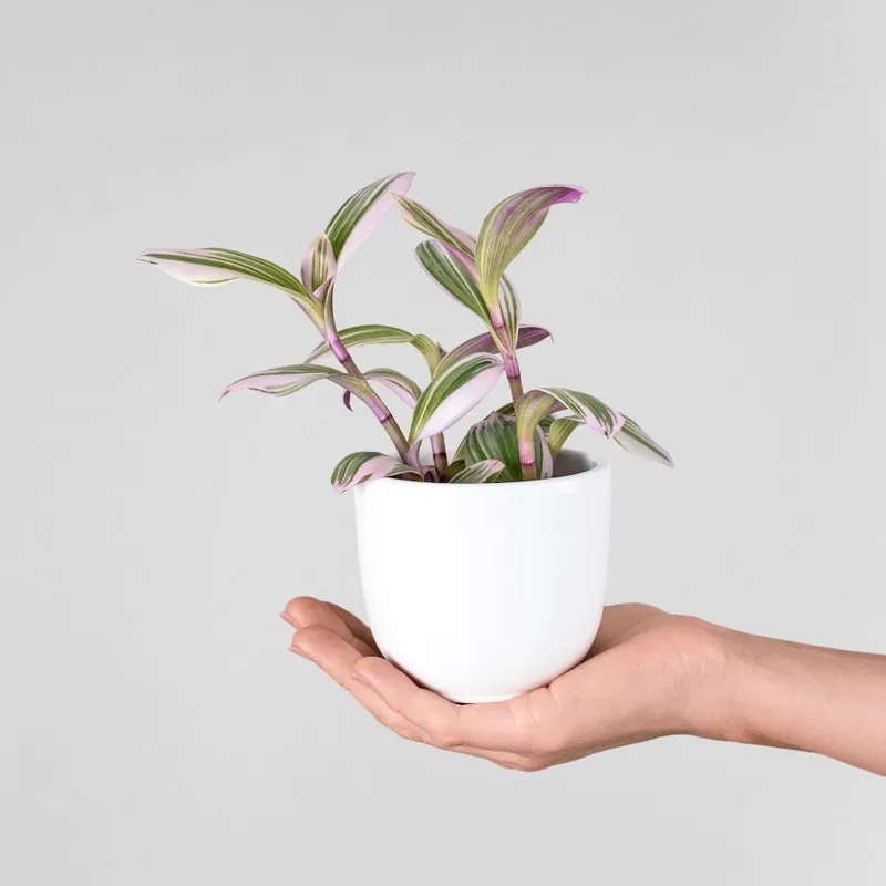 Marca Reconocida Tradescantia fluminensis 'Nanouk Lilac' Mini