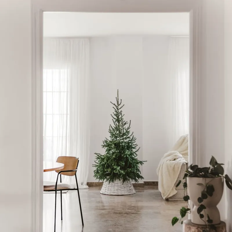 Árbol de Navidad Natural Excelsa (enraizado) Última Oportunidad