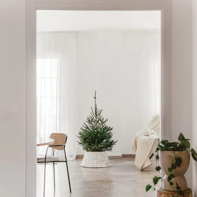 Árbol de Navidad Natural Excelsa (semi-enraizado) Comprar En Línea