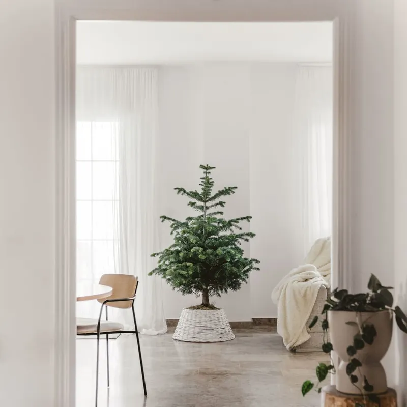 Precio Reducido Árbol de Navidad Natural Nordmanniana (enraizado)