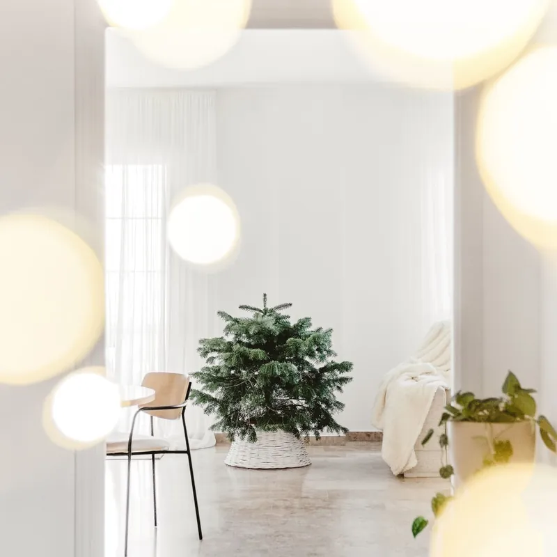 Árbol de Navidad Natural Nordmanniana Mini (enraizado) Disponible Ahora