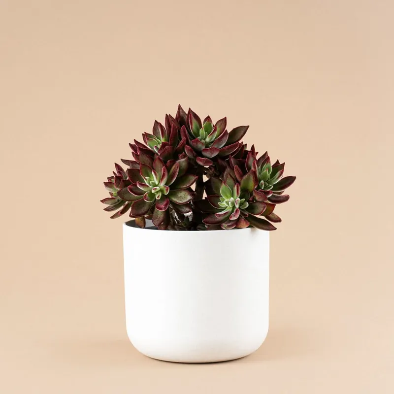Premium Echeveria pulvinata