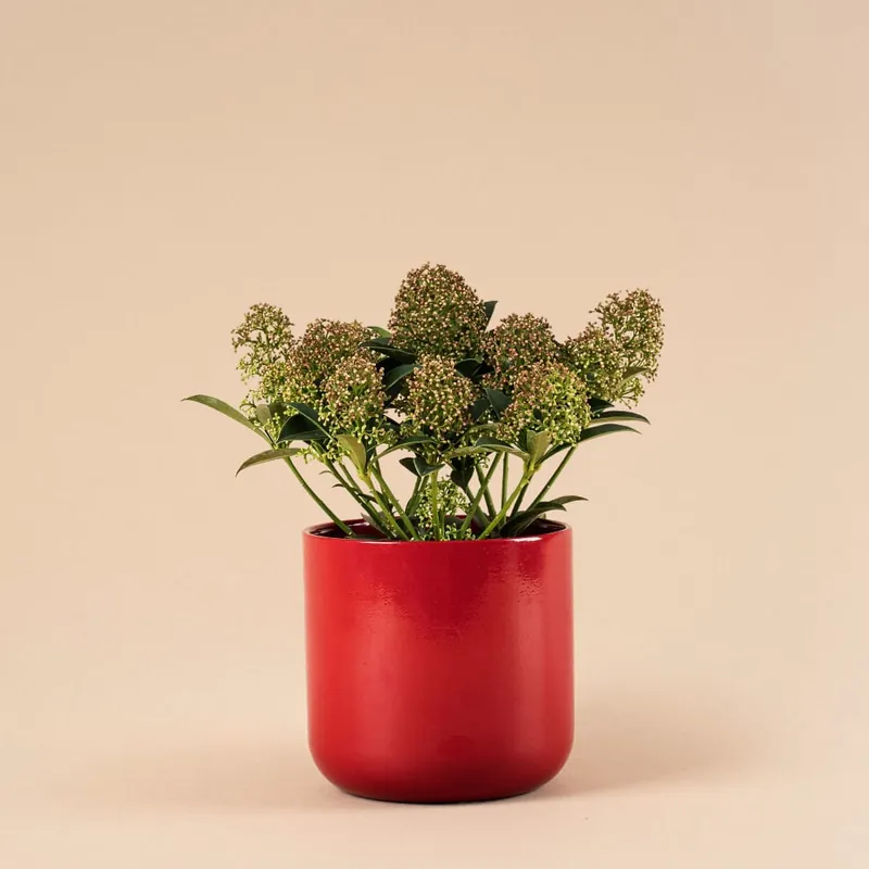 Novedad Skimmia japonica Marlot
