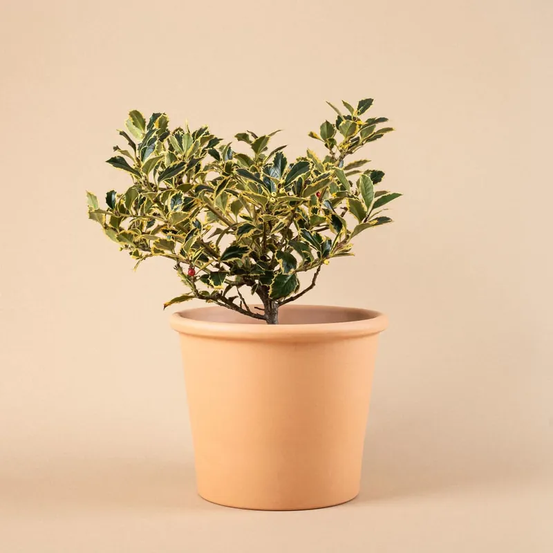 Última Oportunidad Ilex aquifolium 'Argentea Marginata' (Acebo)