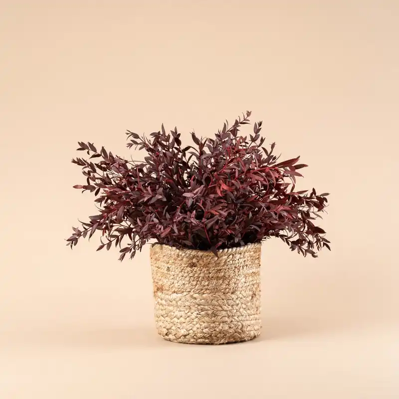 Nuevo Modelo Cesto de Eucalipto Parvifolia granate preservado