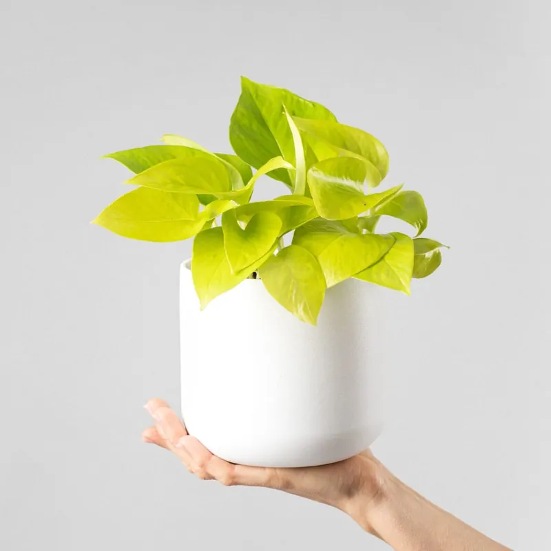 Súper Precio Potho dorado (Scindapsus aureum)