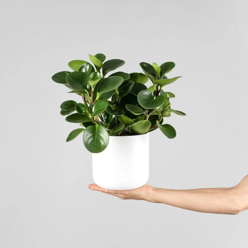 Solo Hoy Peperomia 'Bohemian Bravour'