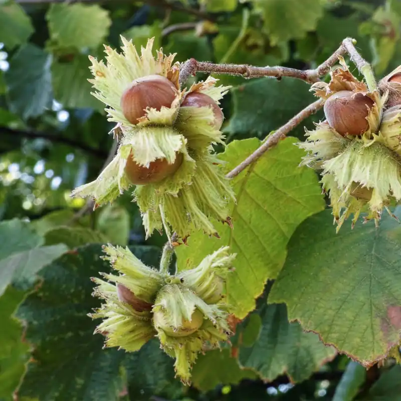 Avellano "Negreta" (árbol frutal) Precio De Fábrica