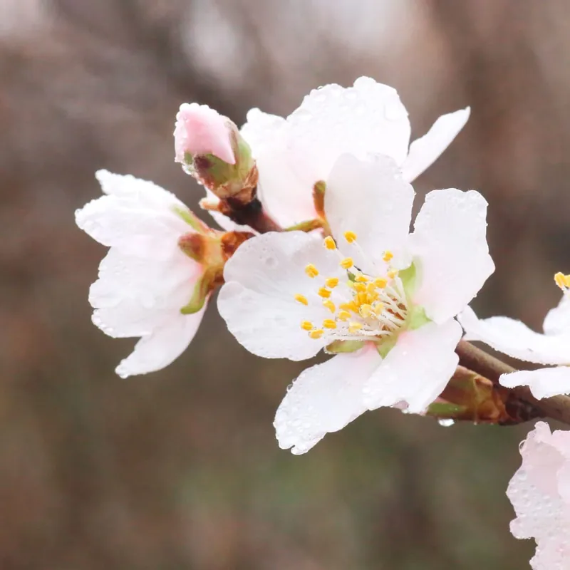 Almendro 'Ferragnes' (Prunus amygdalus) Oferta