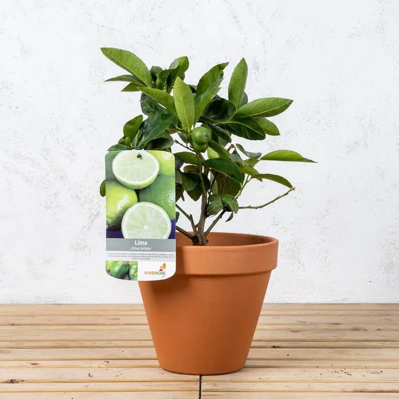 Lima Persa (Citrus × latifolia) Descuento