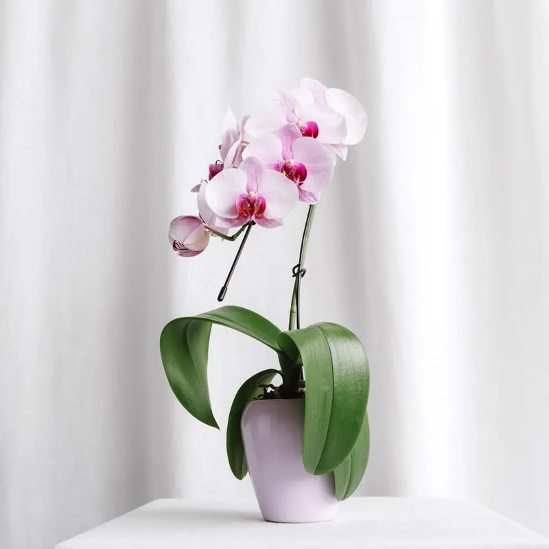 Máxima Calidad Orquídea Phalaenopsis 'Swan' rosa
