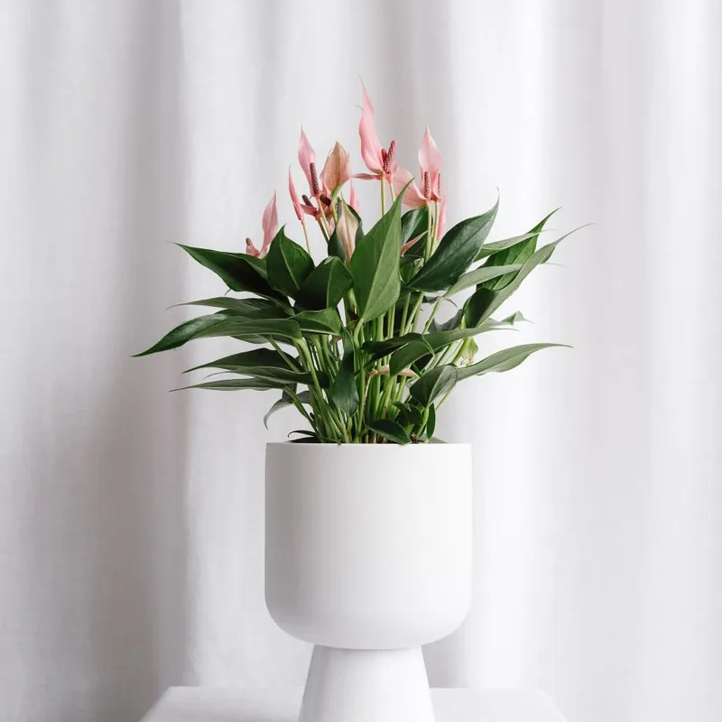 Gran Oferta Anthurium 'Lilli'