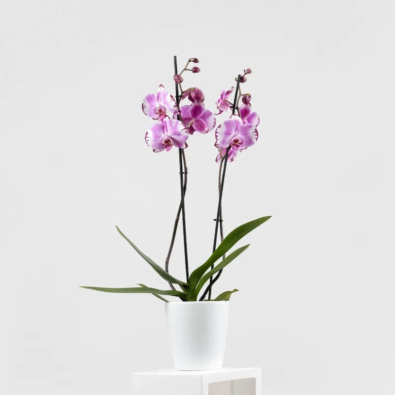 Orquídea Phalaenopsis 'Brother You' Popular