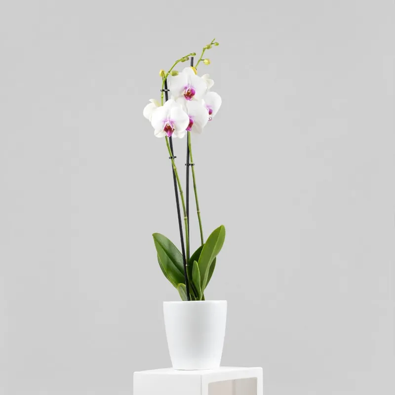 Últimas Unidades Orquídea Phalaenopsis 'Scarlion'
