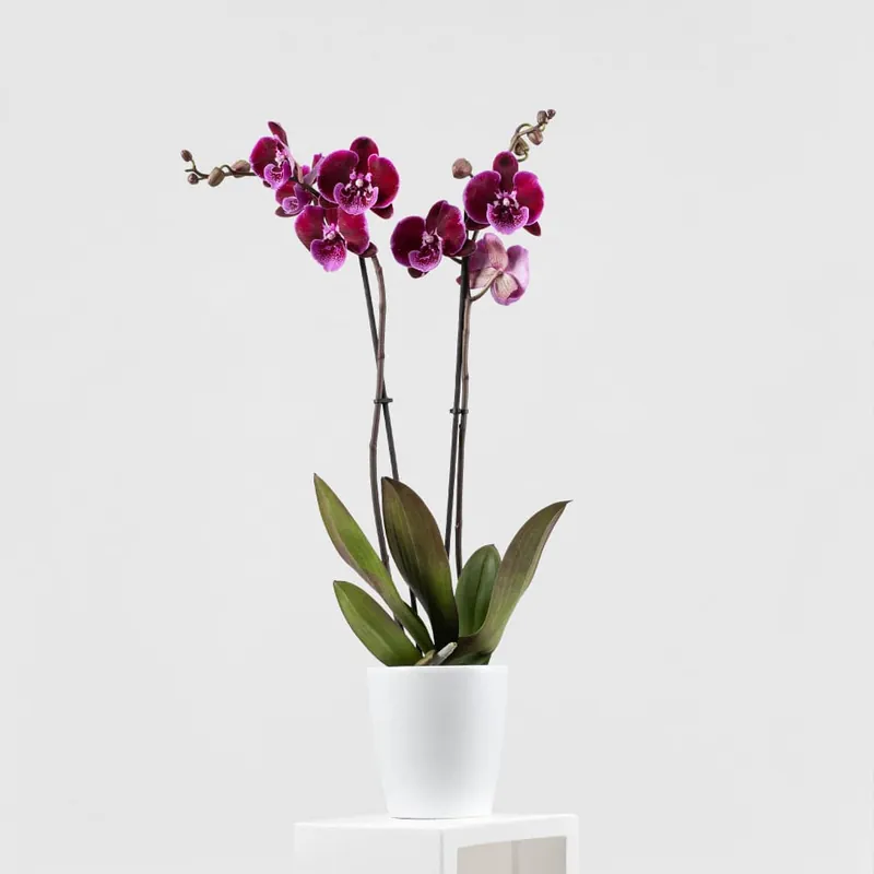 Orquídea Phalaenopsis 'Benny Lembongan' Alta Calidad