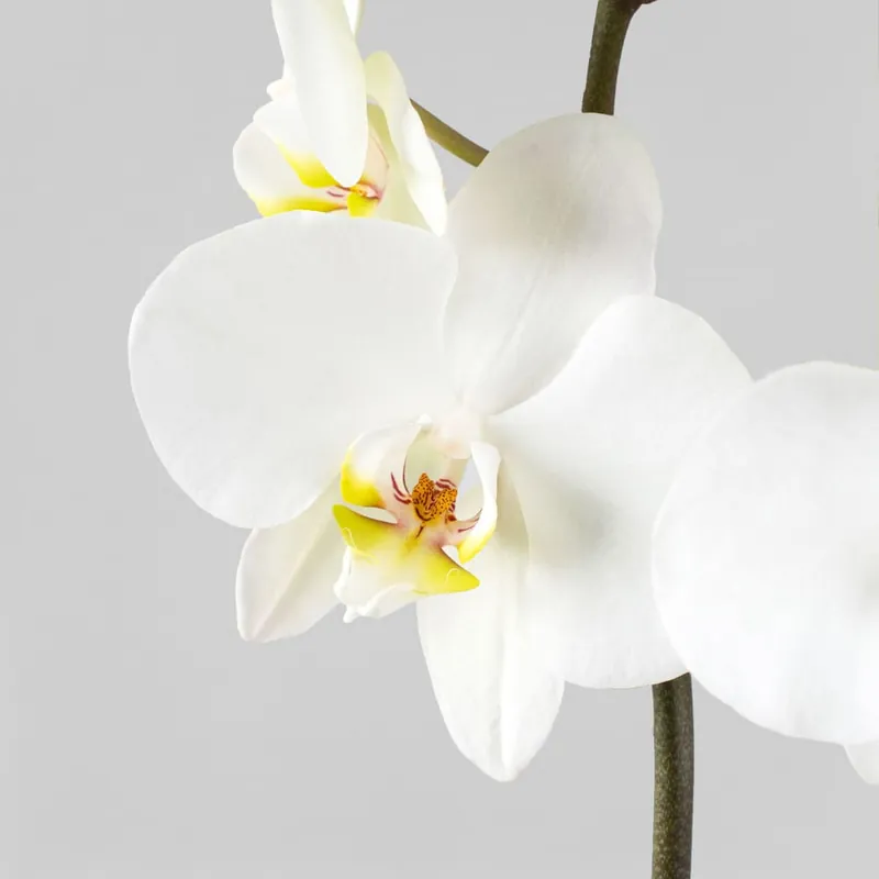 Bestseller Orquídea Phalaenopsis 'Leeds'