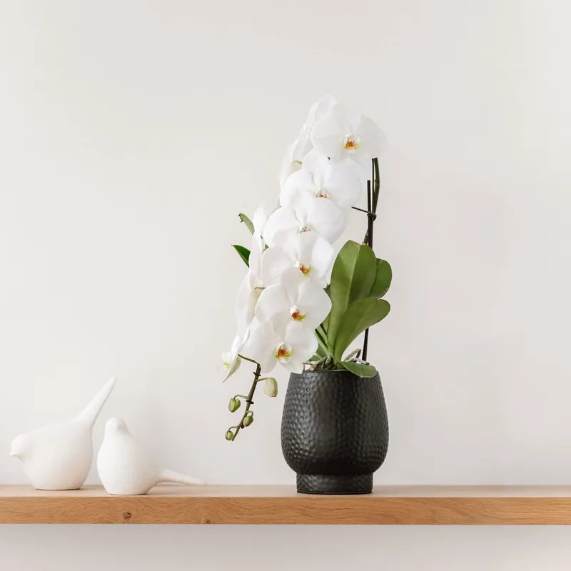 Certificado Orquídea Premium Phalaenopsis 'Formidablo' blanca