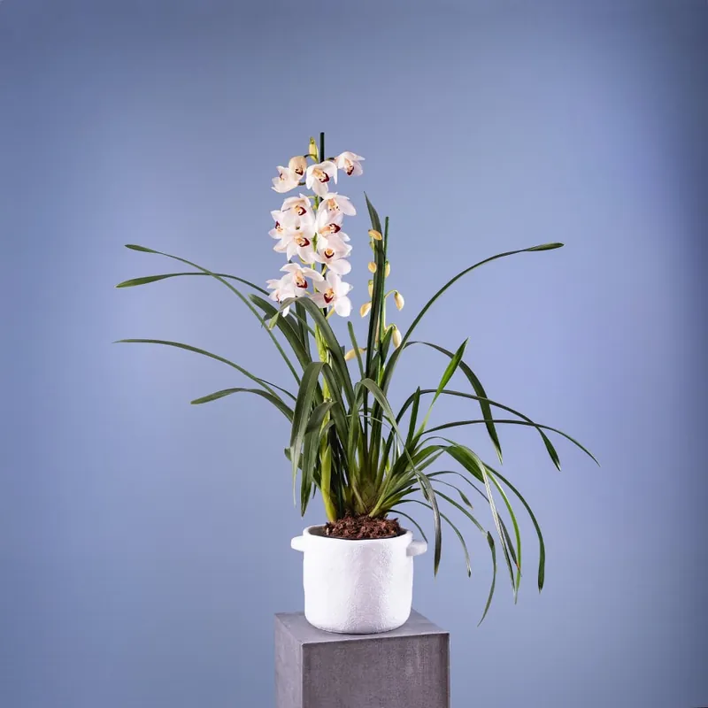 Orquídea Cymbidium Pago Seguro