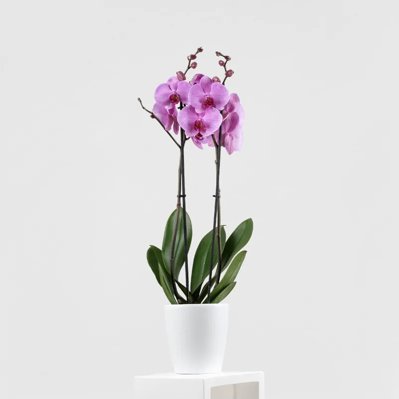Exclusivo Orquídea Phalaenopsis 'Orlando'