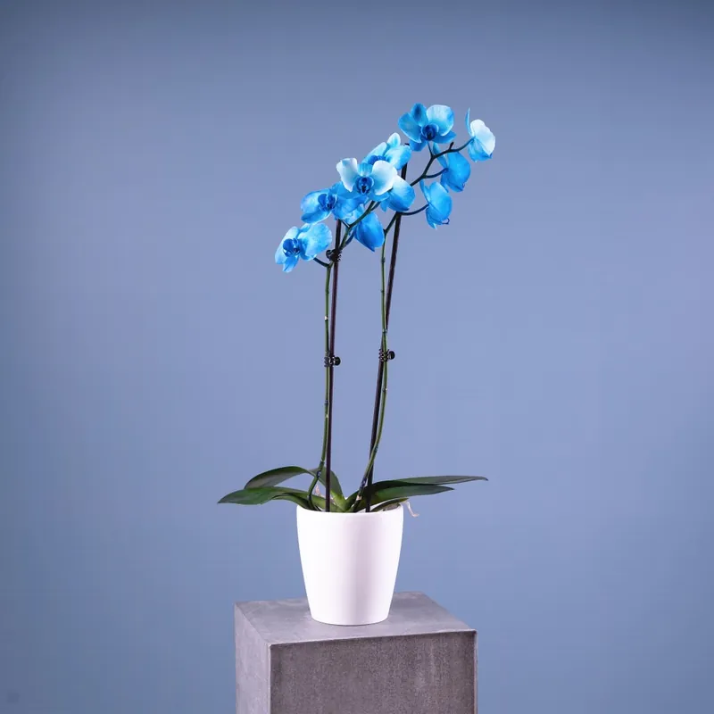 Orquídea Premium Phalaenopsis 'Royal Blue' Solo Hoy
