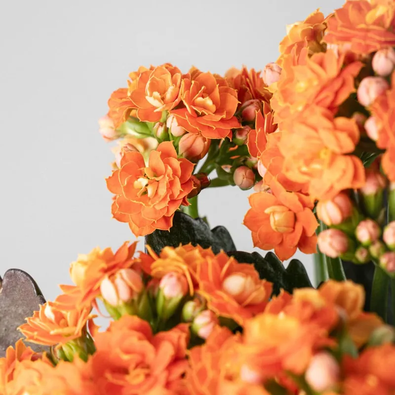 Kalanchoe 'Calandiva' mini Marca Reconocida