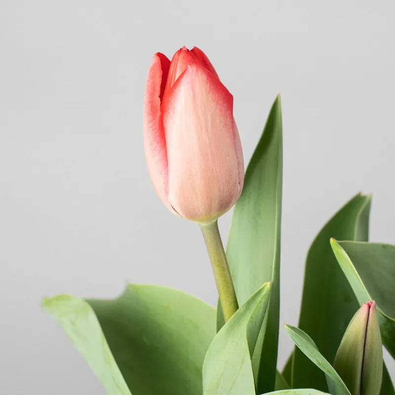 Última Versión Tulipán (planta bulbosa)
