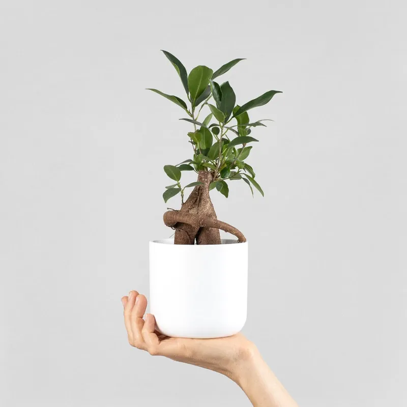 Económico Bonsai Ficus microcarpa 'Ginseng'