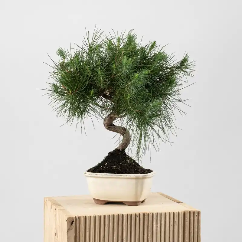 Bonsai Pino carrasco (Pinus halepensis) Súper Precio