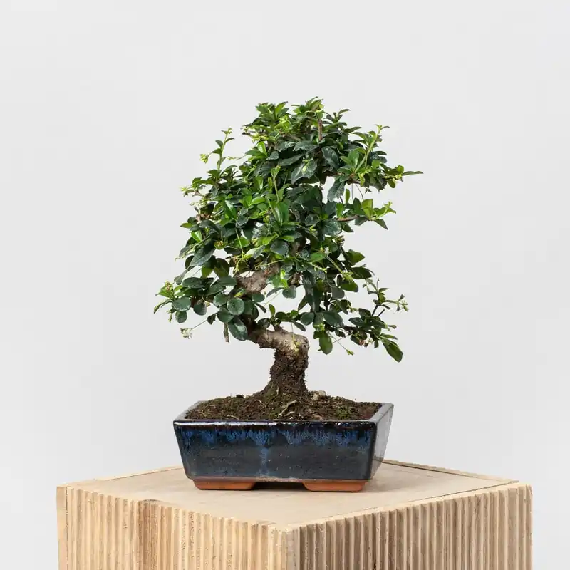 Tendencia Bonsai Carmona (Ehretia microphylla)