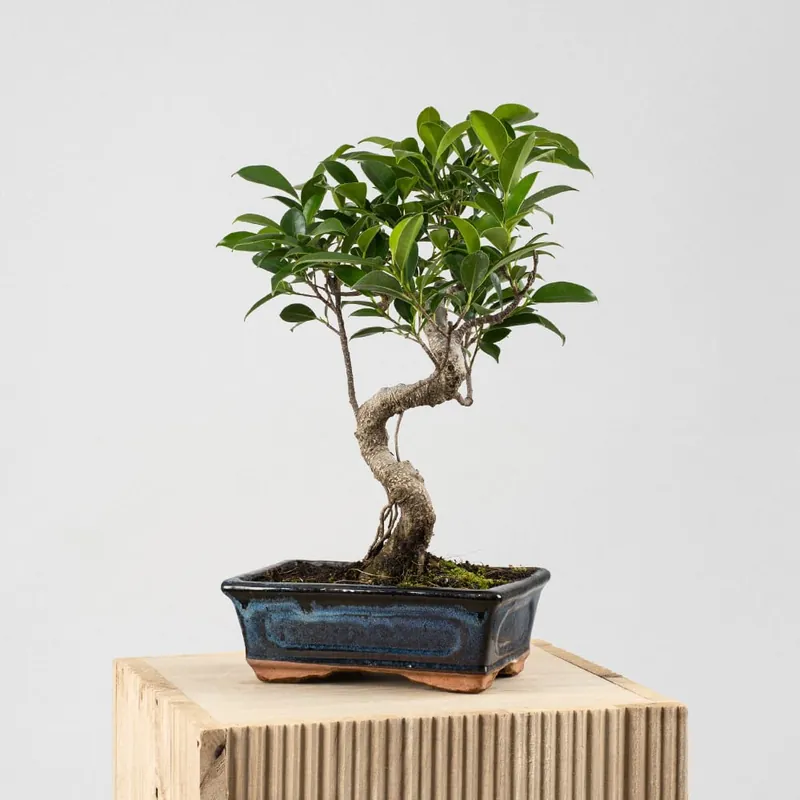 Ocasión Especial Bonsai Higuera de la India (Ficus retusa)