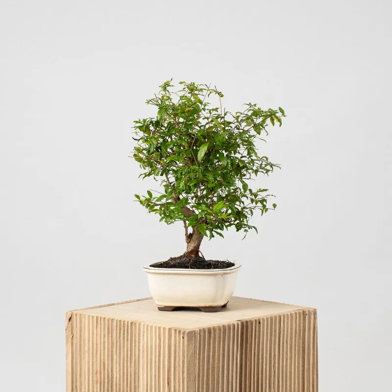 Bonsai Granado (Punica granatum) Lujoso