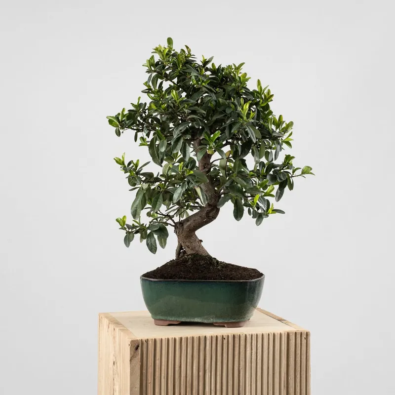 Bonsai Espino de fuego (Pyracantha) Profesional