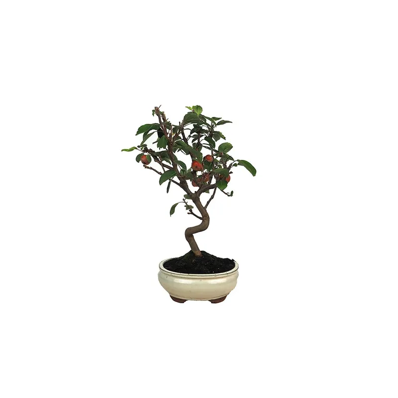 Nuevo Modelo Bonsai Manzano (Malus)
