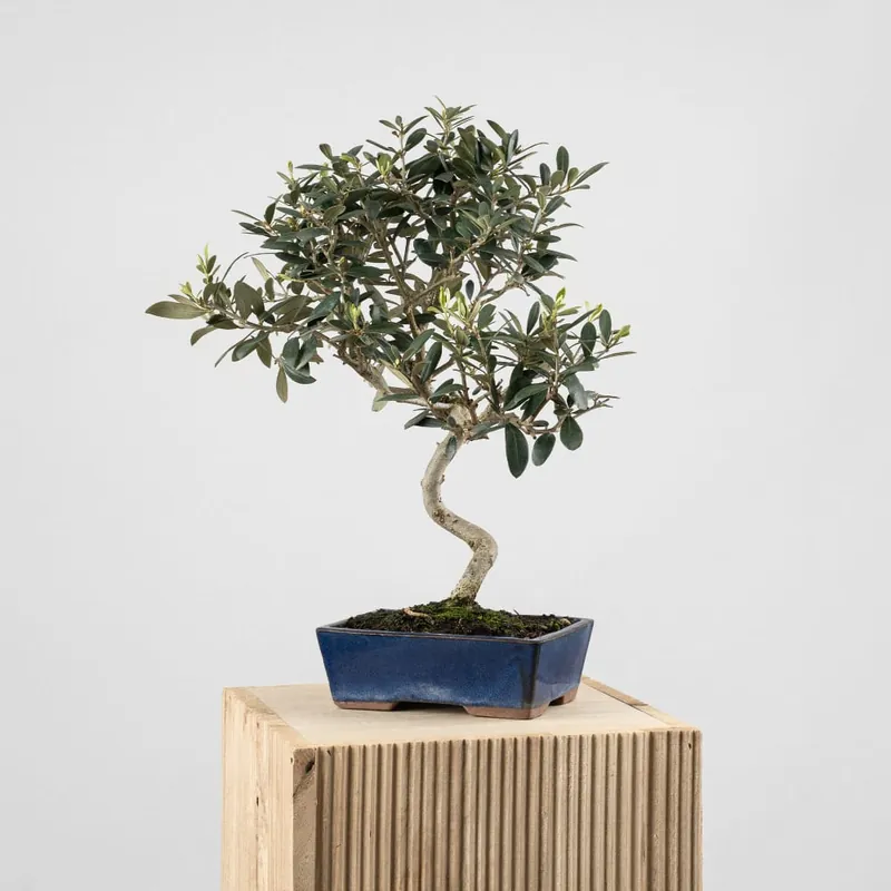Bonsai Olivo (Olea europaea) Devolución Gratuita