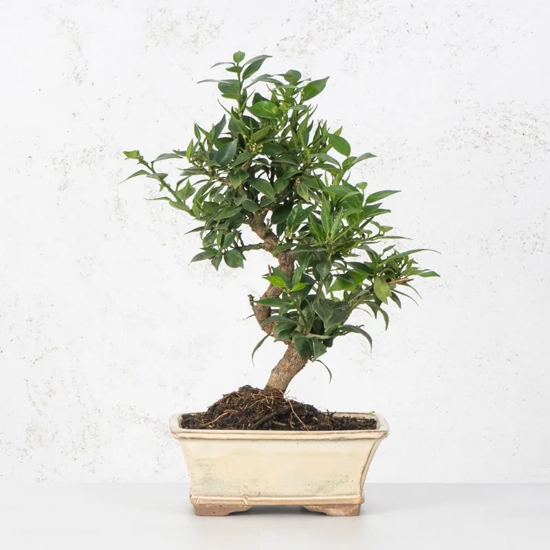 Última Versión Bonsai Naranjo moruno (Citrus myrtifolia)