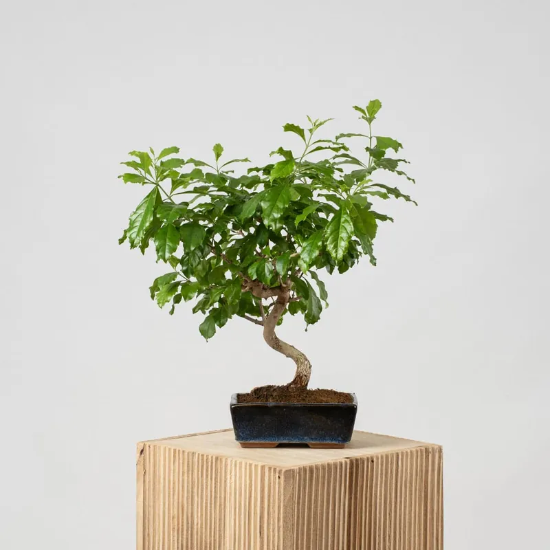 Bonsai Durantha (Duranta repens) Nueva Colección
