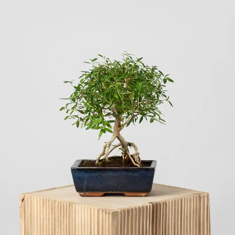 Descuento Bonsai Rosa de nieve (Serissa japonica)