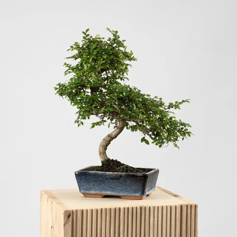 Garantía De Devolución De Dinero Bonsai Zelkova (Olmo chino parvifolia)