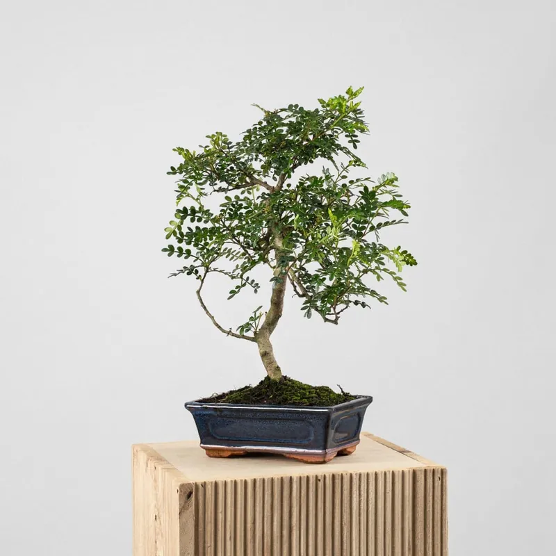 Promoción Bonsai Operculicarya (Zanthoxylum Pimienta japonesa)