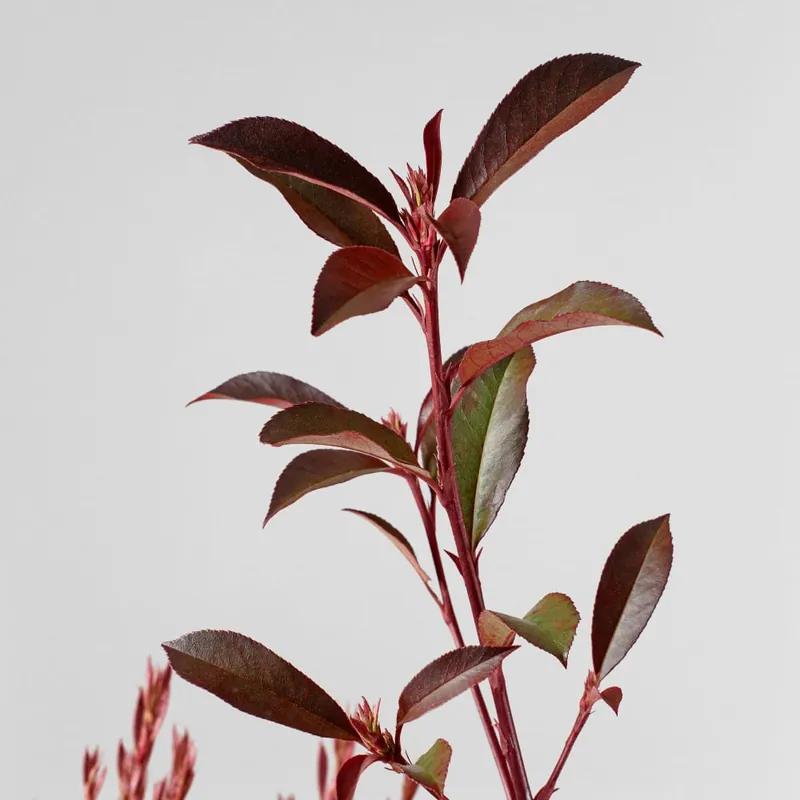 Nueva Colección Fotinia fraseri 'Carré Rouge'
