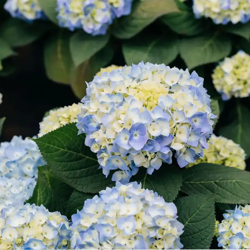 A Buen Precio Hortensia de exterior