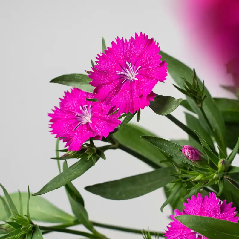 Dianthus barbatus - Clavel del poeta Certificado