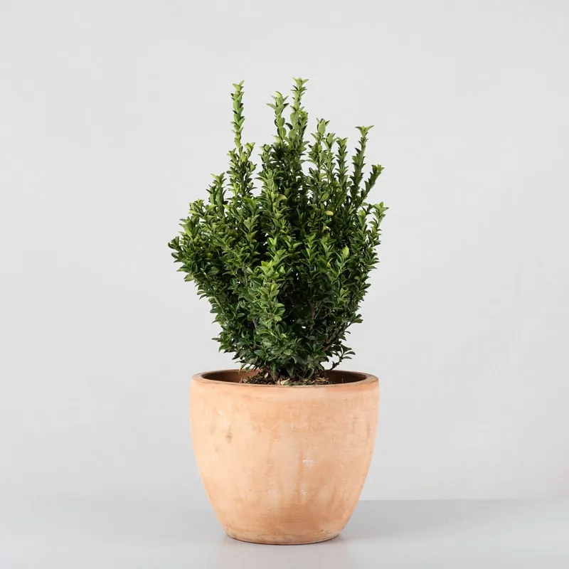 Popular Evónimo Erecta - Euonymus japonicus 'Benkomasaki'
