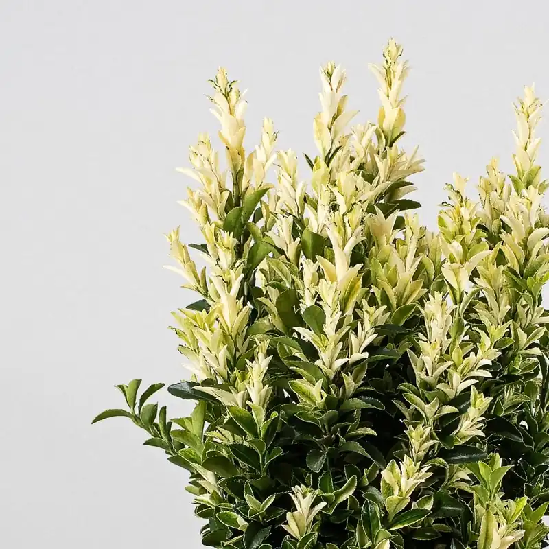 Súper Precio Evónimo blanco - Euonymus japonicus 'Paloma Blanca'®