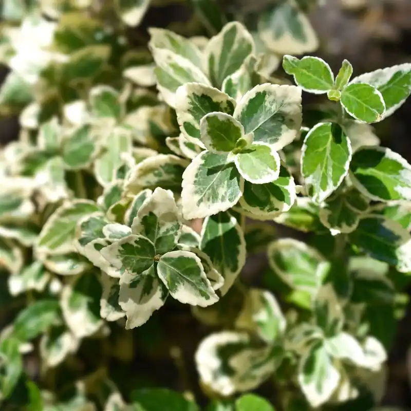 Mejor Calidad Evónimo compacto variegado - Euonymus japonicus 'Compactus Variegatus'