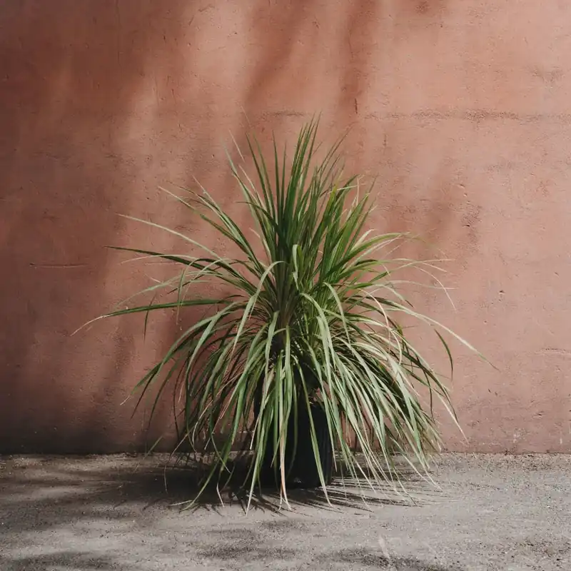 Cordyline indivisa Imprescindible (Must-Have)