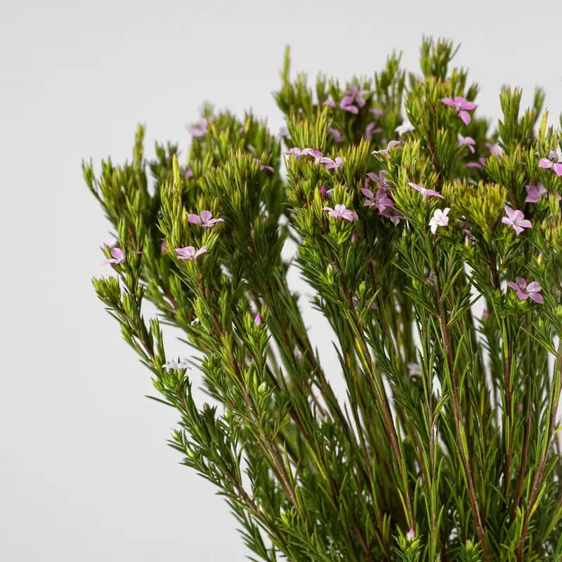 Comprar En Línea Diosma hirsuta 'Pink Fountain'